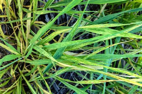 Wheat Streak Mosaic Disease Developing in Winter Wheat