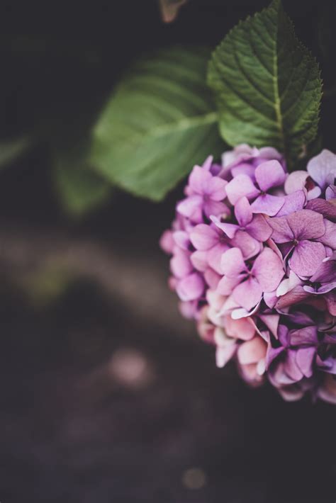 Close Up Photography Of Purple Petal Flowers Photo Free Flower Image