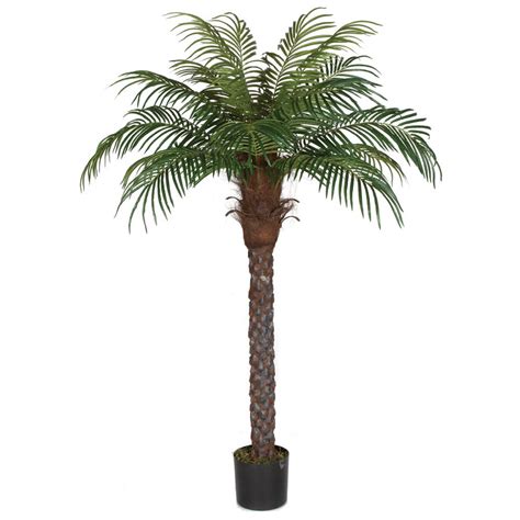 6 Foot Date Palm Tree Potted P 150560