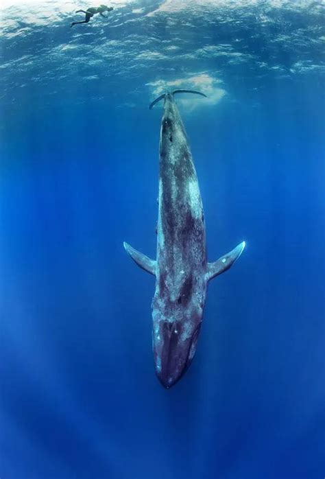 Blue Whale The Largest Animal On Earth Inews