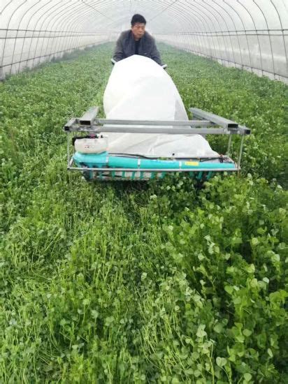 The manufacturer designed this harvester for commercially grown flowers. China New Type Flower Harvesting Machine Lavender ...