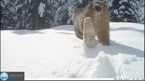 Canada Lynx In Deep Snow Youtube