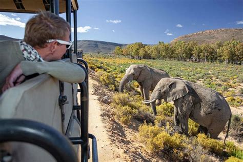 cape town big 5 safari and lodge packages cape town day tours south africa
