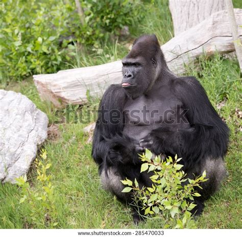Gorilla Sticking His Tongue Out Crowd Stock Photo 285470033 Shutterstock
