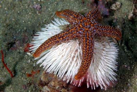 Whats The Difference Brittle Stars Vs Sea Stars National Marine