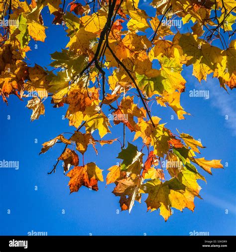 Norway Maple Tree Hi Res Stock Photography And Images Alamy
