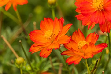 Orange Cosmos Flower In The Field With Green Background Gcv Daffodil