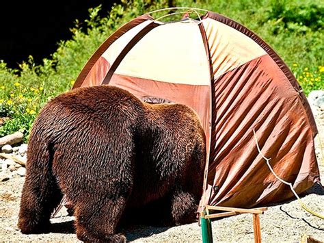 I Will Never Sleep In A Tent In Bear Country Page 3 AR15 COM