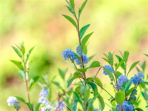 What Is A New Jersey Tea Plant Guide To New Jersey Tea Shrub Care