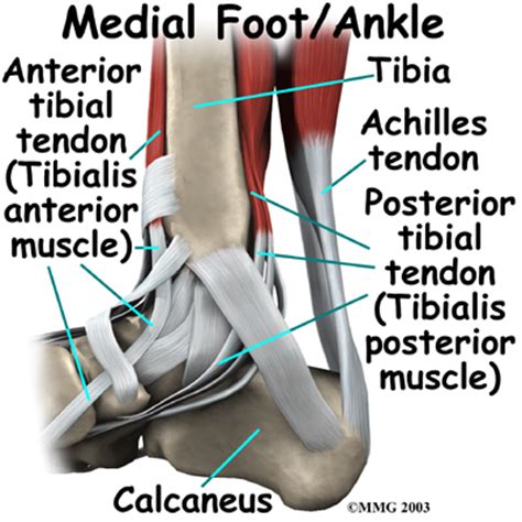 Learn about their differences and the common injuries that affect them here. Ankle Anatomy - Be In Motion Physiotherapy