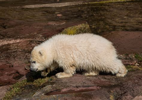 Free Images Wildlife Zoo Spring Mammal Fauna Polar Bear