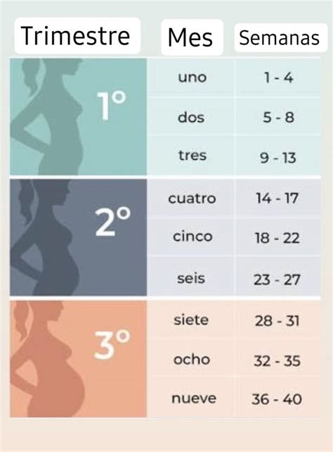 Semanas De Gestación 🤰 Seguimiento De Embarazo Calendario Del