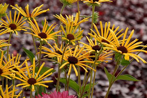 The yellow rays on the blossoms of rudbeckia henry eilers are rolled instead of flat and give a quilled effect. Featured Plant - Rudbeckia subtomentosa 'Henry Eilers'