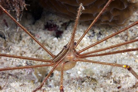 Arrow Crab Carries Her Eggs Photograph By Terry Moore Pixels
