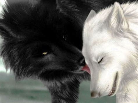 Wolf Black And White Wallpapers Hd Wolf Wallpaperspro