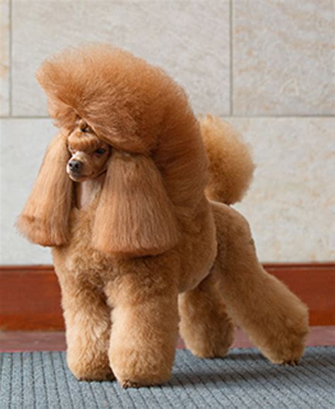 Poodle Toy Breeds A To Z The Kennel Club
