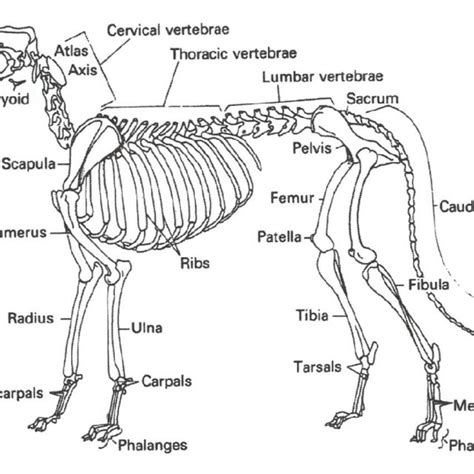 Labeled Dog Skeleton Diagram