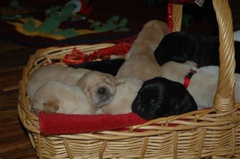 Our white labrador puppies are targeted for a purpose in life and that starts with our unique puppy program. I have 11 Lab puppies for sale to a good home. Must have a ...