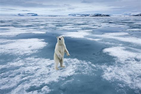 Polar Bears Are Dying Off In The Arctic Could We Move Them To