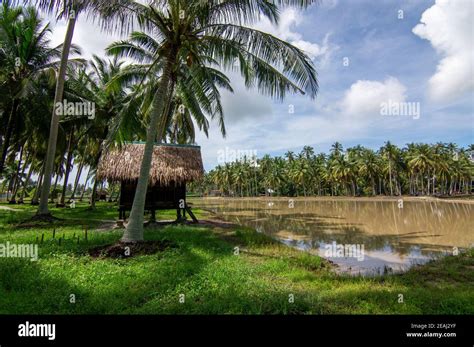 Traditional Malays Wooden House With Background Coconut Trees Stock