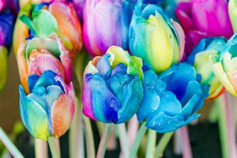 Colorful Of Rainbow Tulips Flower Stock Image Image Of Holland Pink