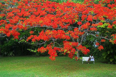 Flamboyant Tree St Lucia Photograph By Chester Williams