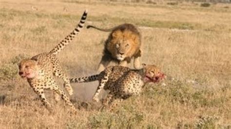 Lion Vs Cheetah Lions Attack Lions Fighting Lions Hunting 2015 Youtube