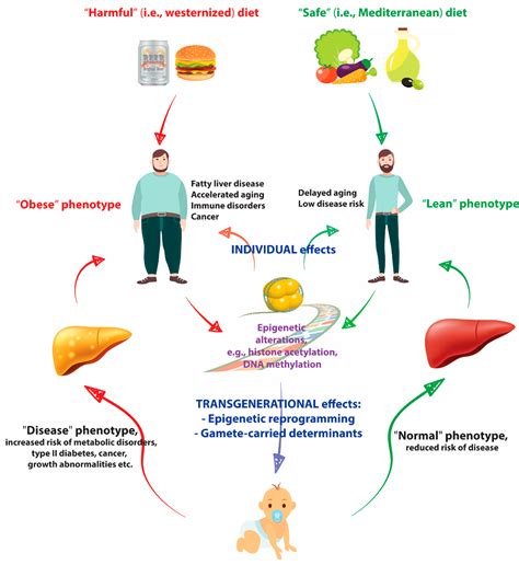 Epigenetics A New Bridge Between Nutrition And Health