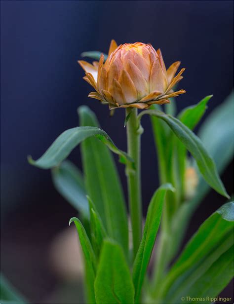 Garten-Strohblume (Helichrysum bracteatum) Foto & Bild | pflanzen