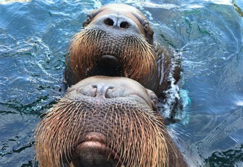 Walruses Swimming Marine Mammal Research Unit