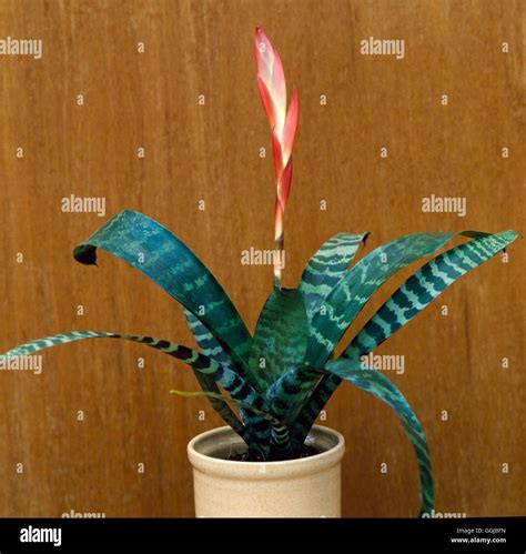 Vriesea Splendens Flaming Sword Hps020752 Stock Photo Alamy