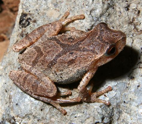 Spring Peeper Facts And Pictures