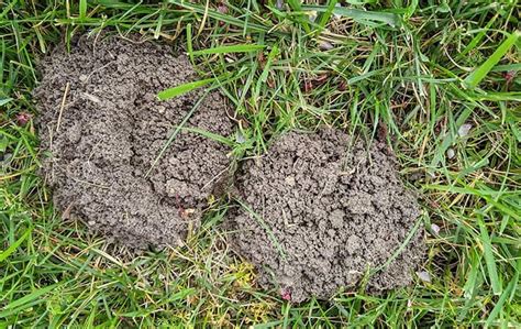 A Guide To Moles In The San Francisco Bay Area Sonoma And Novato