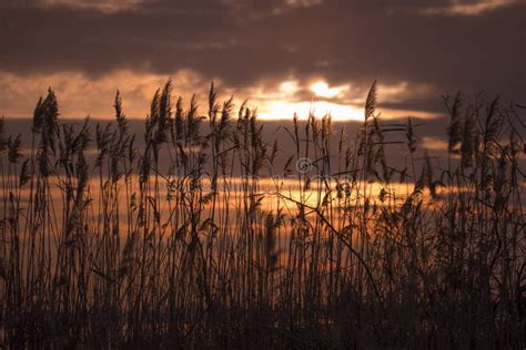 Reeds On The Lake Against The Backdrop Of The Sunset Sky In Winter