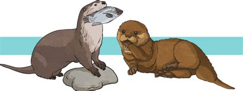 Otter Facts For Kids Twinkl Homework Help Twinkl