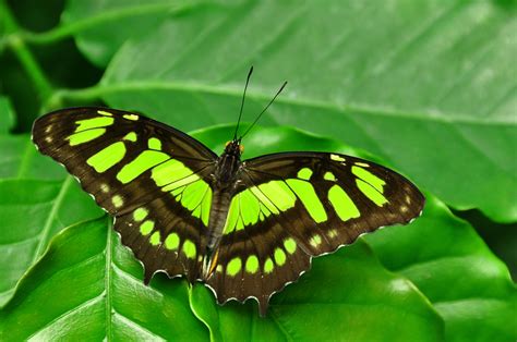 Malachite Butterfly Scientific Name Siproeta Stelenes By Shawshank61
