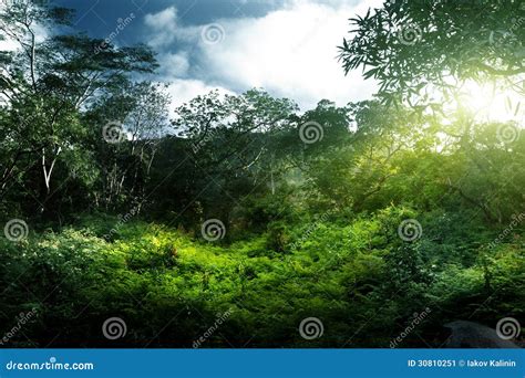 Sunset In Jungle Stock Image Image Of Country Beautiful 30810251