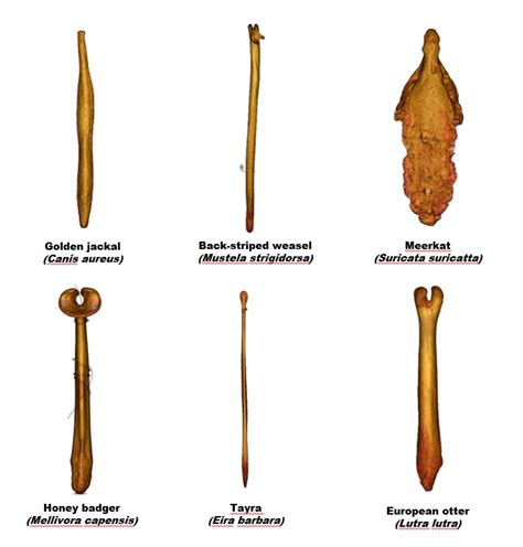 Innovative 3d Scanning And Modelling Helps Solve Mystery Of Mammal