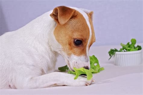 Can Dogs Eat Lettuce Will It Cause My Dog To Barf
