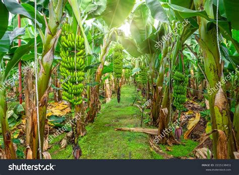 Banana Farms Plantations Inside Greenhouses Banana Stock Photo
