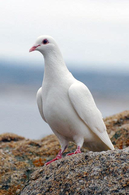White Dove Dove Pictures Pigeon Pictures Pet Birds