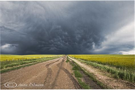 Prairie Storm Storm Clouds Over The Canola Fields Near Dru Flickr
