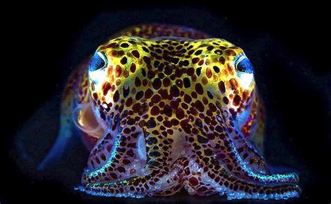 Hawaiian Bobtail Squid Ocean Treasures Memorial Library