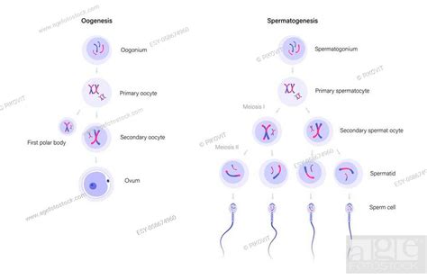 Spermatogenesis And Oogenesis Cell Division Dna Replication And Human