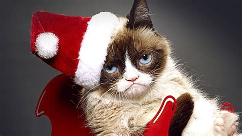 Lifetimes Grumpy Cat Movie Trailer Is Here And Its Really Grump