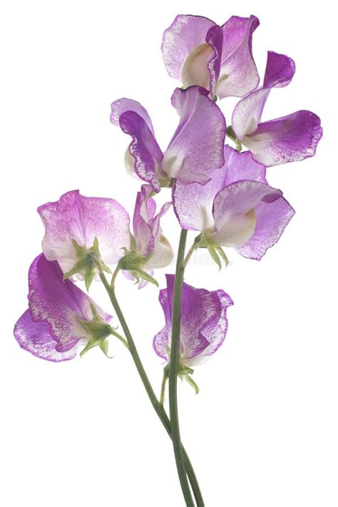 Sweet Pea Flowers Images The Birthflower For April Albuquerque