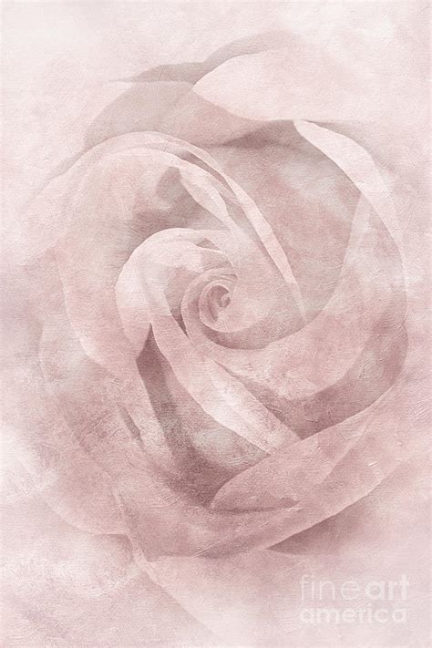 Fading Rose 3 By Kaye Menner Photograph By Kaye Menner Fine Art America