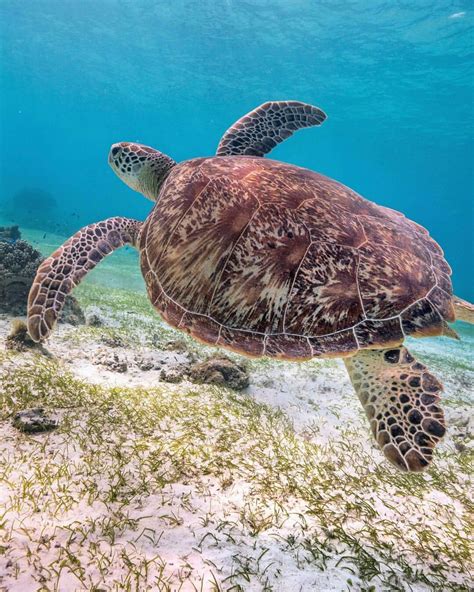 Sea Turtle by Mark Fitz | Sea turtle, Tortoise turtle, Turtle