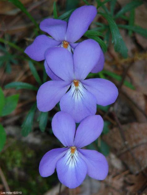 Hot Springs Mountain Trail 3 Violets February Flower Birth Flowers