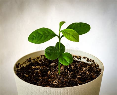 Lemon Tree Sprout In A Pot On White Background Stock Photo Image Of